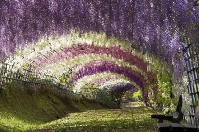 Πάρκο λουλουδιών Ashikaga, Ιαπωνία