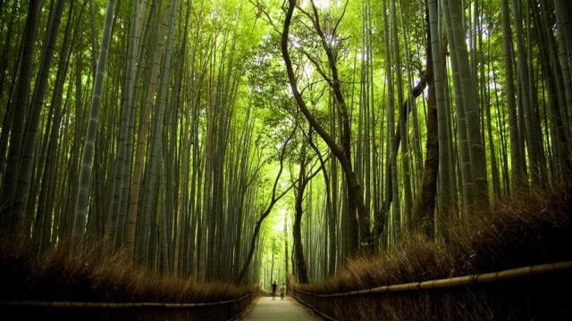 Δάσος με μπαμπού στην Ιαπωνία