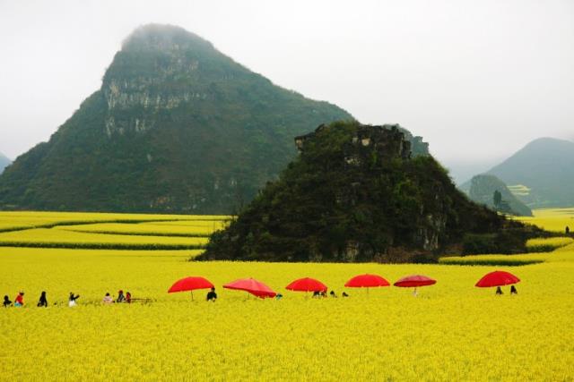 Πεδιάδες με κανόλα, Νότια Κίνα
